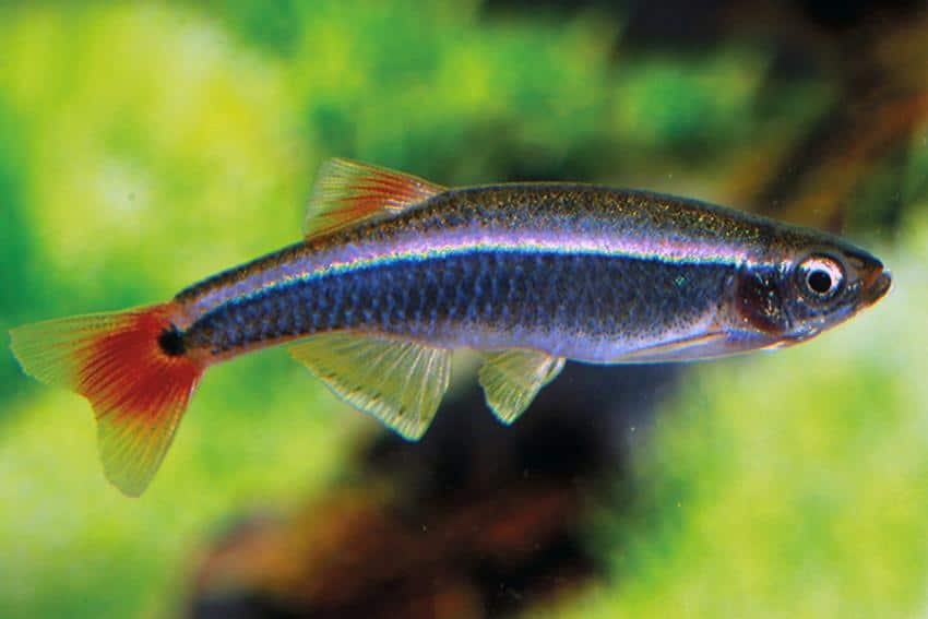 Kardinalfische im Aquarium halten - Aquarium-Fische-Pflanzen.de