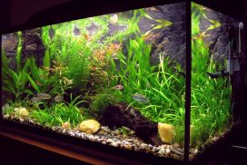 180-240l Aquarium Besatz Beispiele - Aquarium-Fische-Pflanzen.de