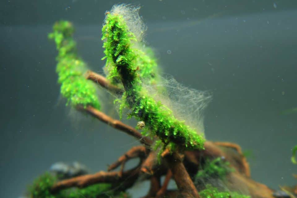 Algen im Aquarium