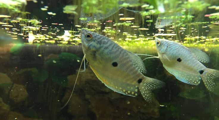  Rangliste unserer qualitativsten Südostasien aquarium