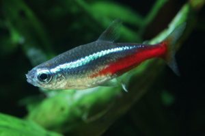 Neonsalmler (Neontetra) im Aquarium