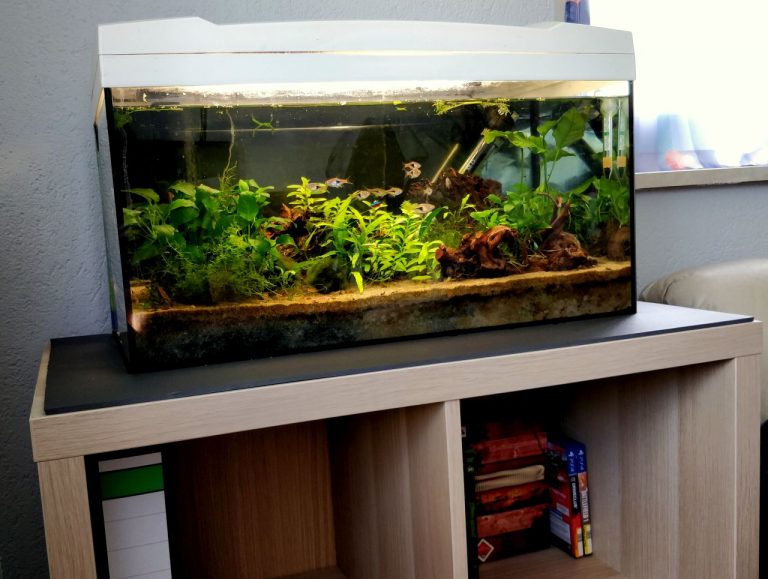 Kallax/Expedit-Regal als Aquarium Unterschrank - Aquarium-Fische