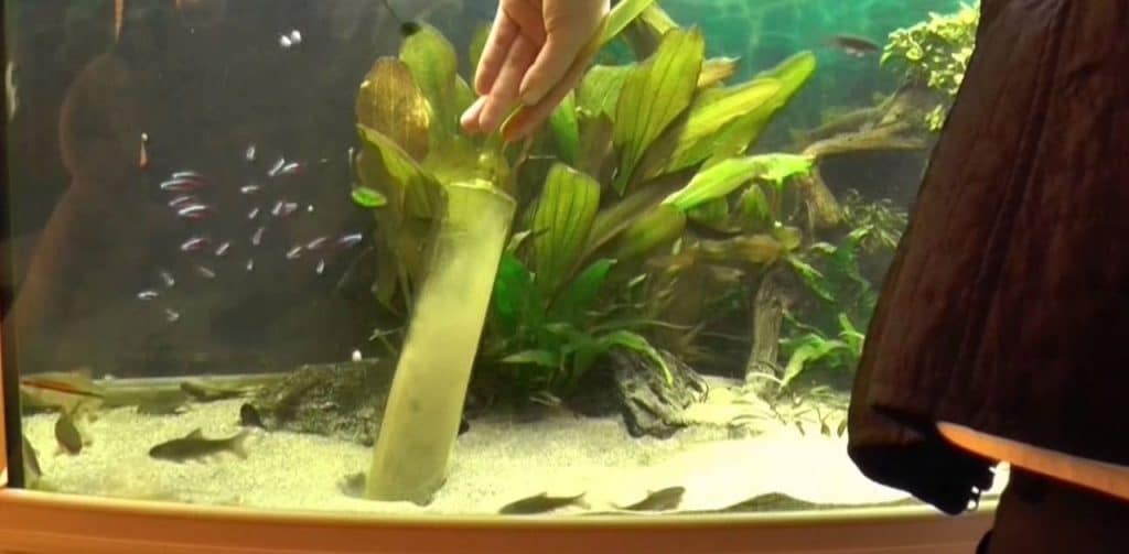 Aquarium-Sand mit Mulmglocke reinigen