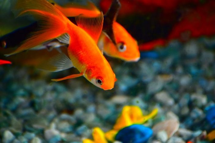 Goldfische im Aquarium halten - Aquarium-Fische-Pflanzen.de