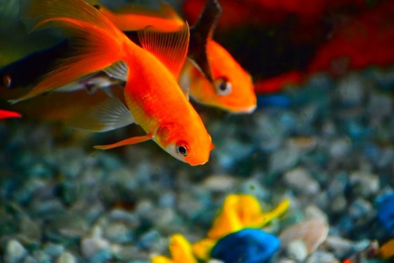 Goldfische im Aquarium halten AquariumFischePflanzen.de