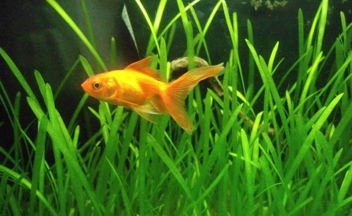 Goldfische im Aquarium halten AquariumFischePflanzen.de