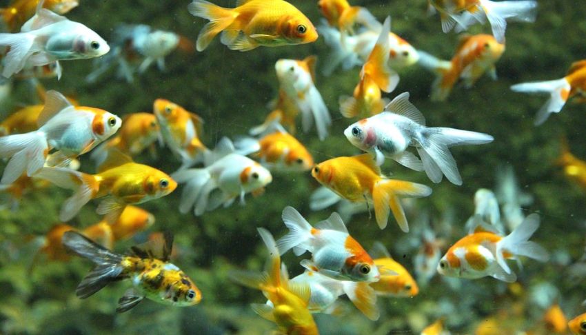 Goldfische im Aquarium halten