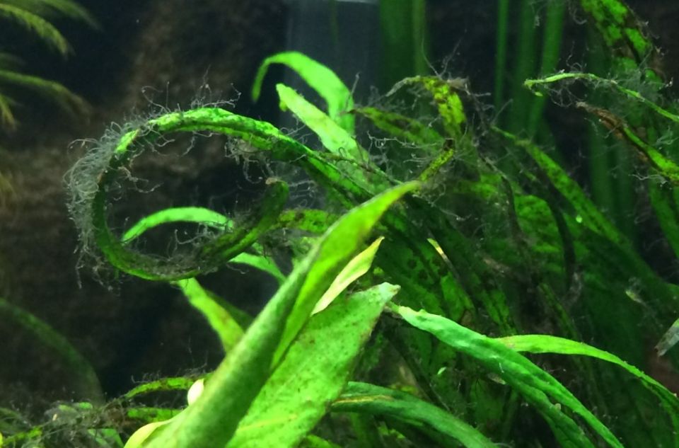 Fadenalgen im Aquarium erkennen und bekämpfen, Algen