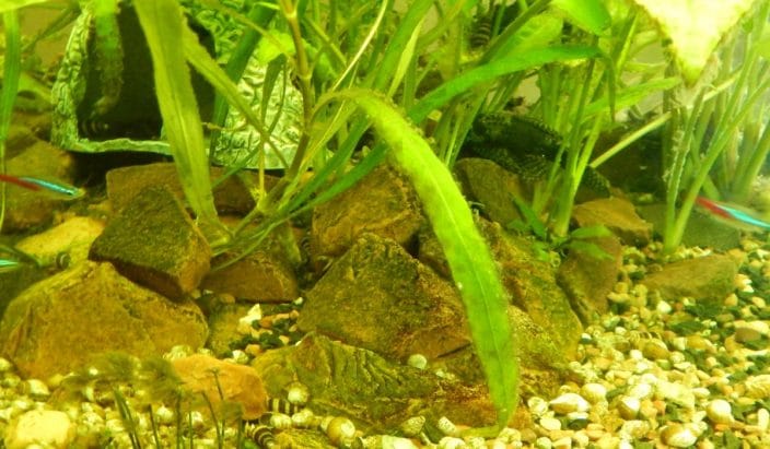 Algen im Aquarium so bekämpfst du sie AquariumFischePflanzen.de