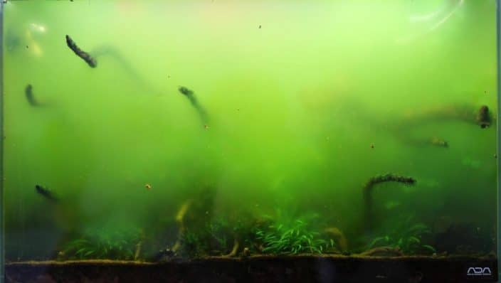 Algen im Aquarium so bekämpfst du sie AquariumFischePflanzen.de
