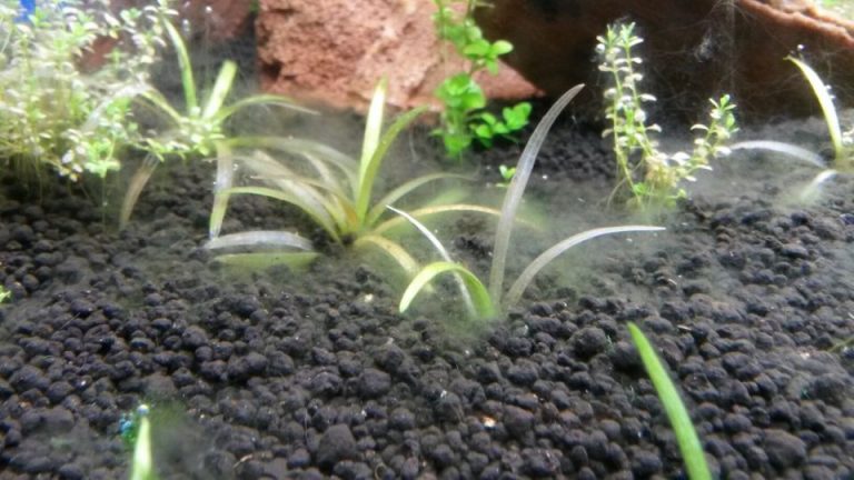 Algen Im Aquarium Bekämpfen Ohne Chemie Algen im Aquarium: so bekämpfst du sie - Aquarium-Fische-Pflanzen.de