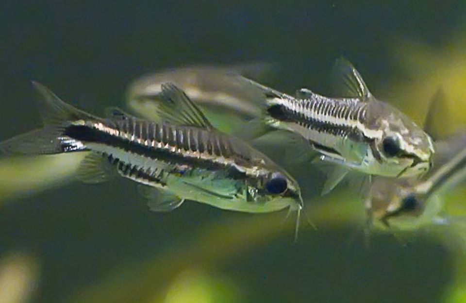 Zucht des Corydoras Pygmaeus