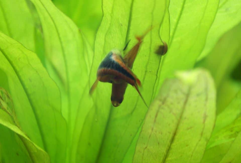 Keilfleckbärblinge pflanzen sich im Aquarium fort