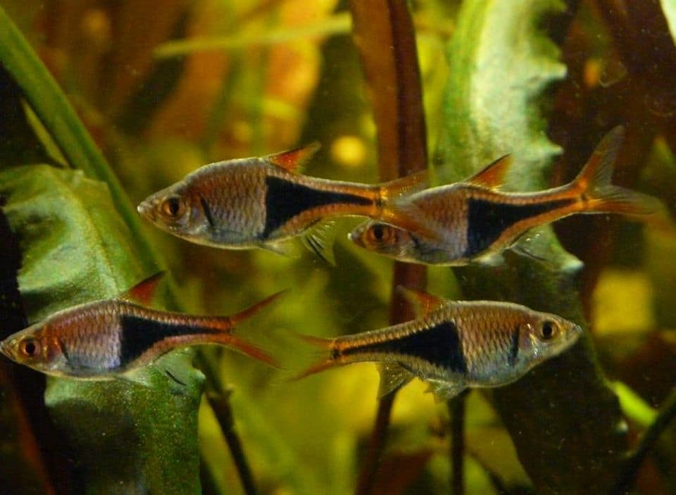 Keilfleckbärblinge im Aquarium