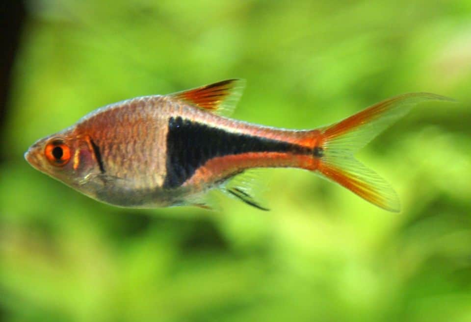 Keilfleckbärblinge im Aquarium halten