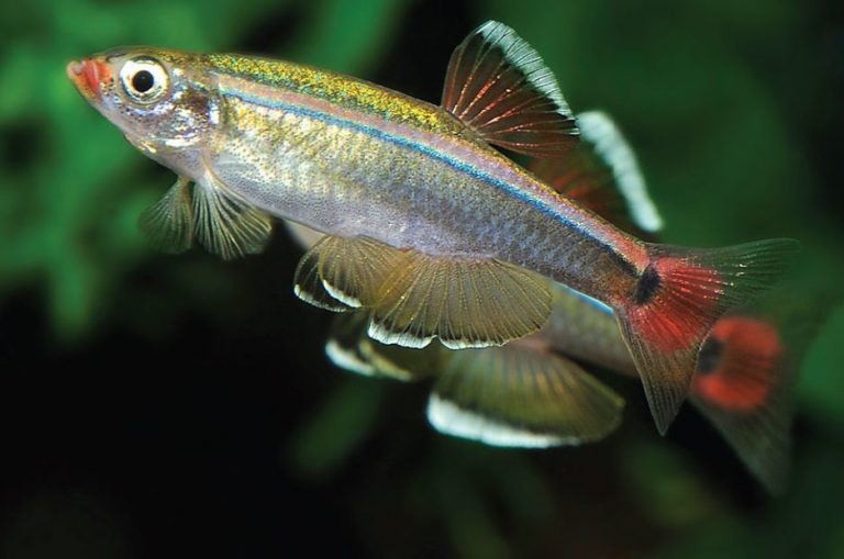 nahaufnahme-Kardinalfische-im-Aquarium - Aquarium: Fische und Pflanzen