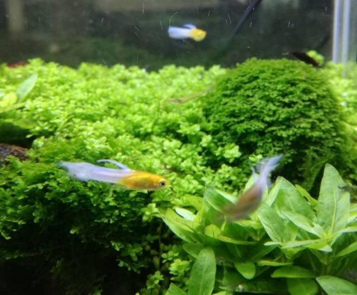 Platys und Guppys zusammen halten AquariumFischePflanzen.de