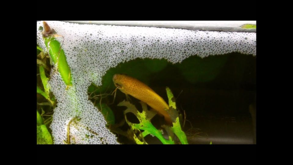Honiggurami mit Nest im Aquarium