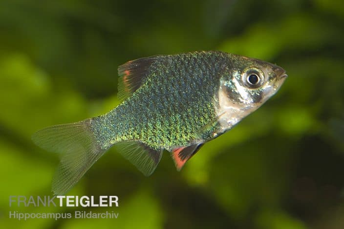 Die besten Anfängerfische - Aquarium-Fische-Pflanzen.de