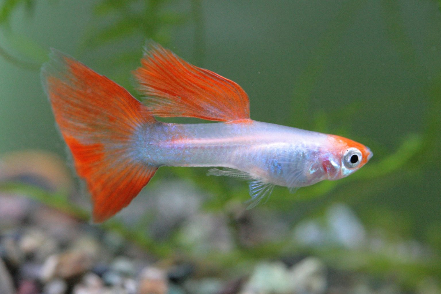 Guppy Männchen Weibchen Verhältnis - Aquarium-Fische-Pflanzen.de