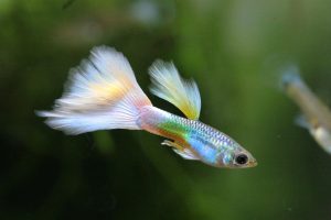 Guppys sterben nach und nach - Aquarium-Fische-Pflanzen.de