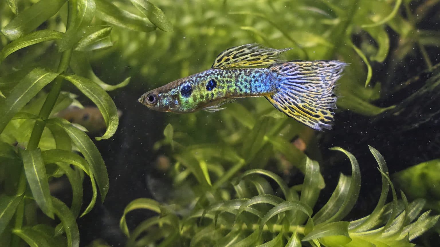 Welche Fische Vertragen Sich Mit Guppys Guppys vermehren sich zu stark - Aquarium-Fische-Pflanzen.de
