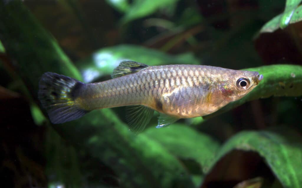 male and female guppy