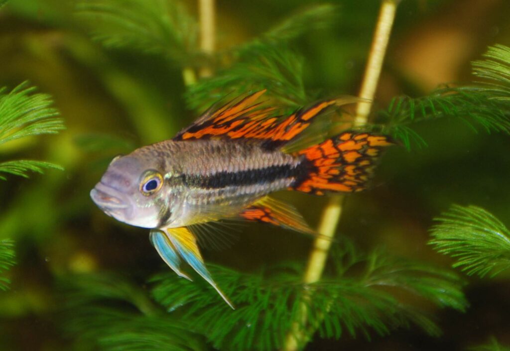 Aquarium Fische Welche Arten Passen Zusammen Aquarium Fische: Welche Arten zusammenpassen