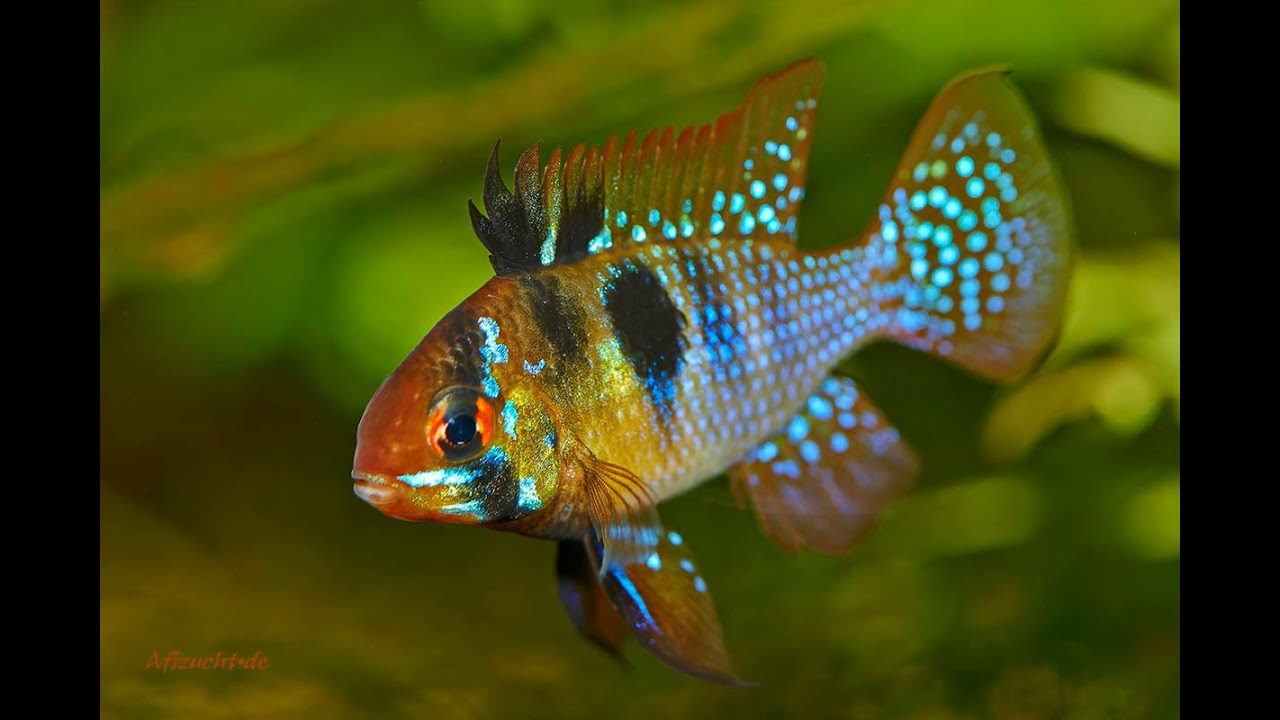 Schmetterlingsbuntbarsche im Aquarium AquariumFischePflanzen.de